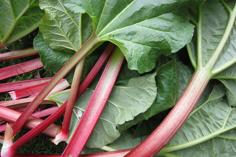 rhubarb