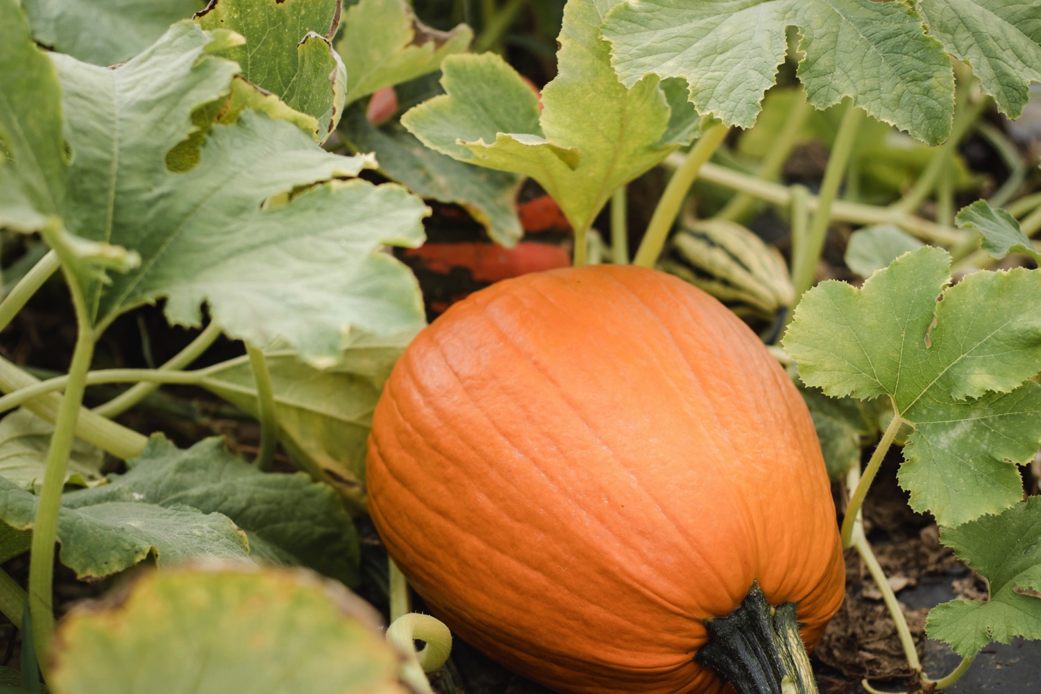 what-to-do-with-powdery-mildew-on-squashes-garden-center-oregon